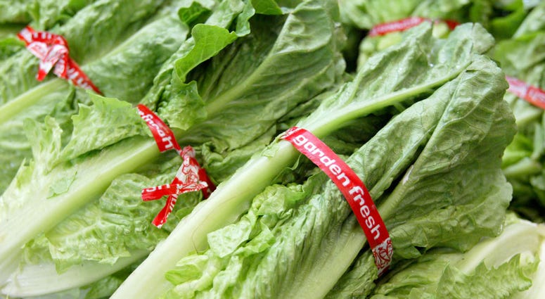 romaine lettuce romaine lettuce