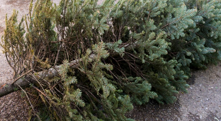 old christmas tree recycling old christmas tree recycling