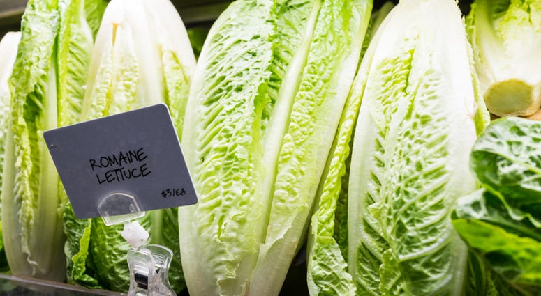 romaine lettuce
