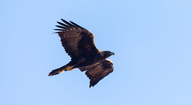 Golden eagle Golden eagle