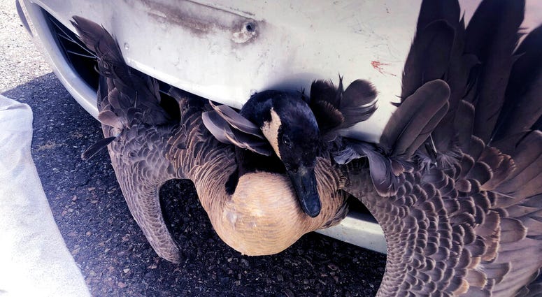 Goose Stuck in Car Goose Stuck in Car
