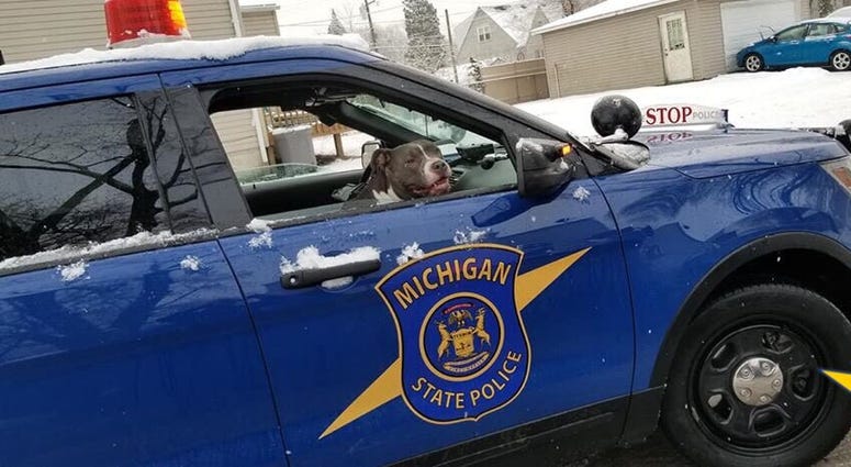 MSP dog in car MSP dog in car