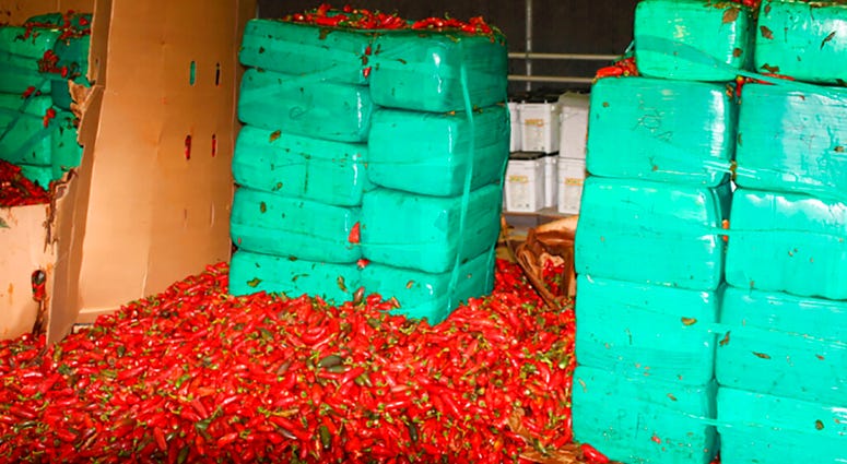 Marijuana Seized Jalapeno Peppers Marijuana Seized Jalapeno Peppers