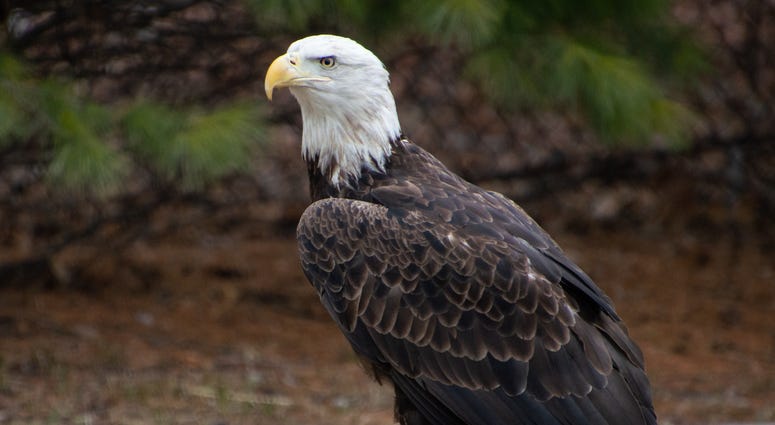 Captain Marvel the Bald Eagle