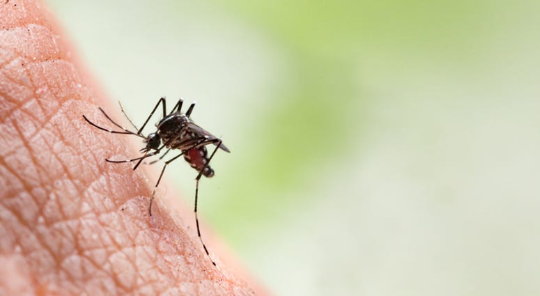 Mosquito biting Mosquito biting