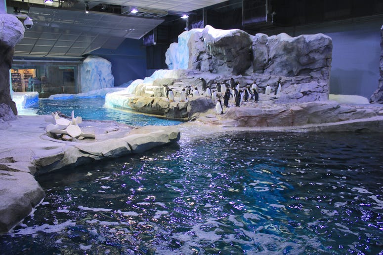Penguins in Habitat Penguins in Habitat