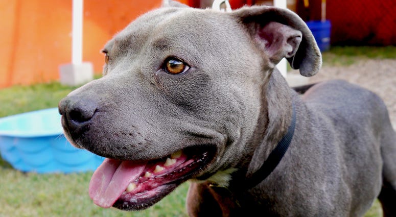 Pit Bull Pit Bull
