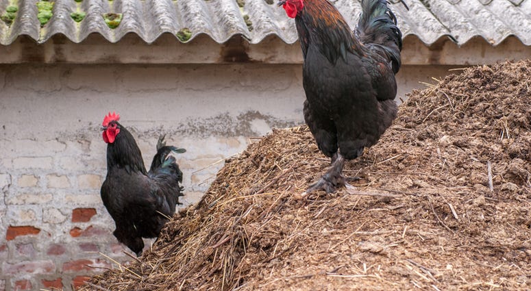 Roosters Roosters
