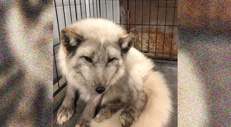 South Lyon Arctic Fox
