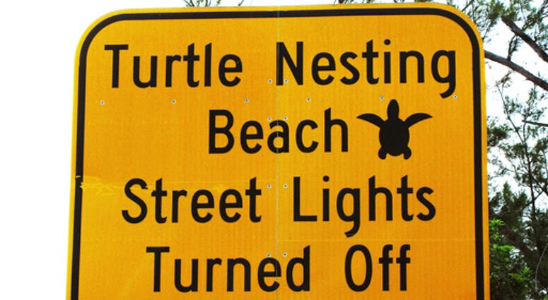 Turtle Nesting Turtle Nesting