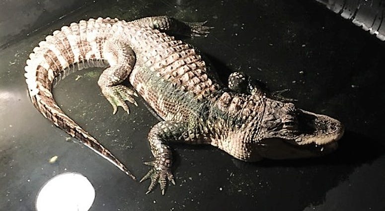 alligator in basement alligator in basement
