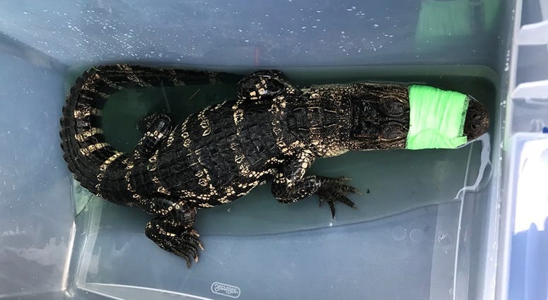 alligator alligator