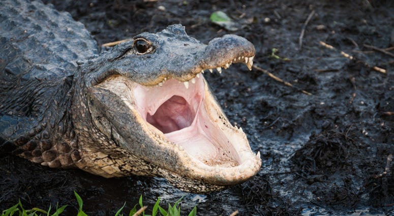alligator alligator