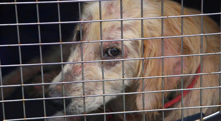 animal cruelty animal cruelty