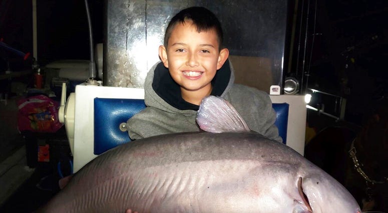 massive blue catfish massive blue catfish