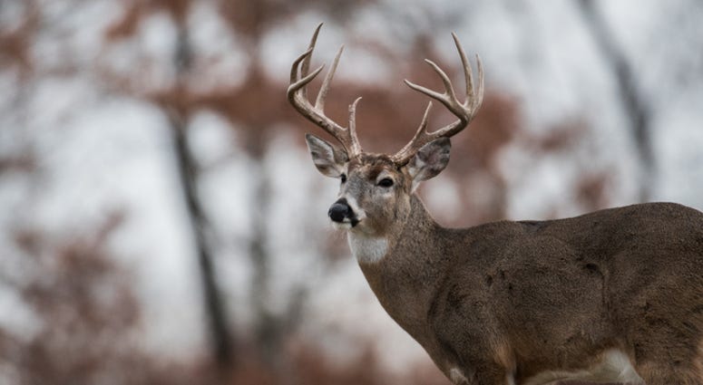 buck in snow buck in snow