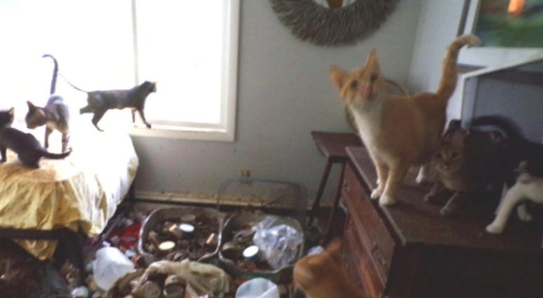 200 cats were rescued from a woman's house