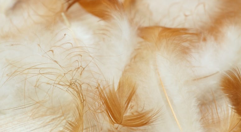 feathers feathers