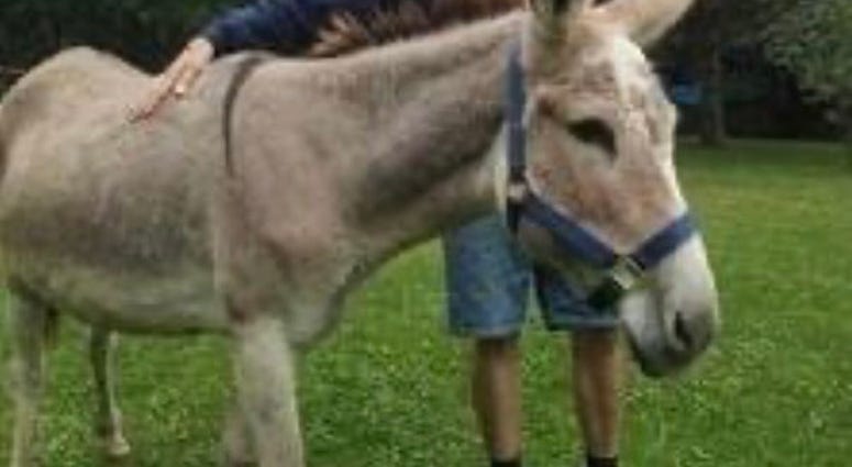 Chloe the donkey is missing in Michigan