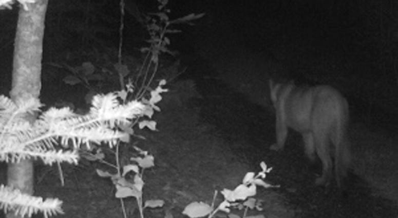 cougar sighting in Michigan cougar sighting in Michigan