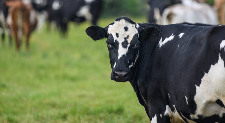 cow cow