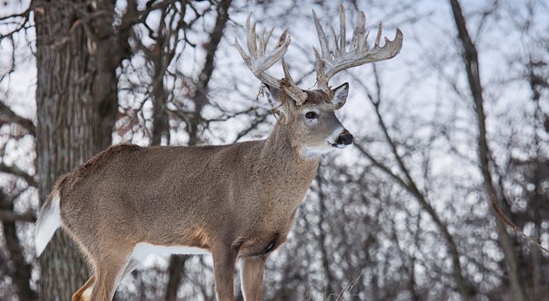 deer in snow deer in snow