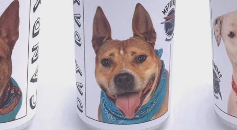 beer can dog beer can dog