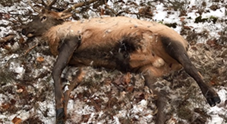 elk killed elk killed
