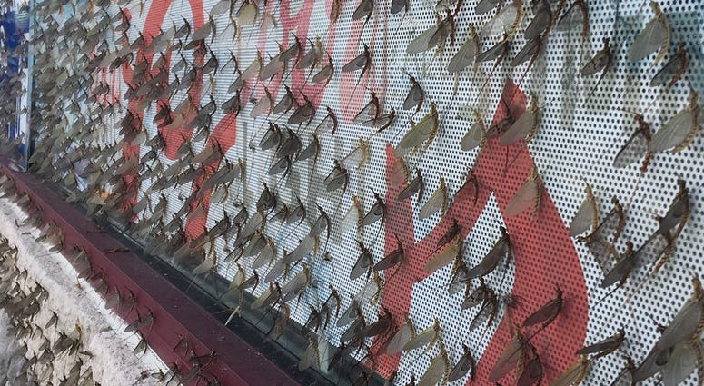 fishflies fishflies