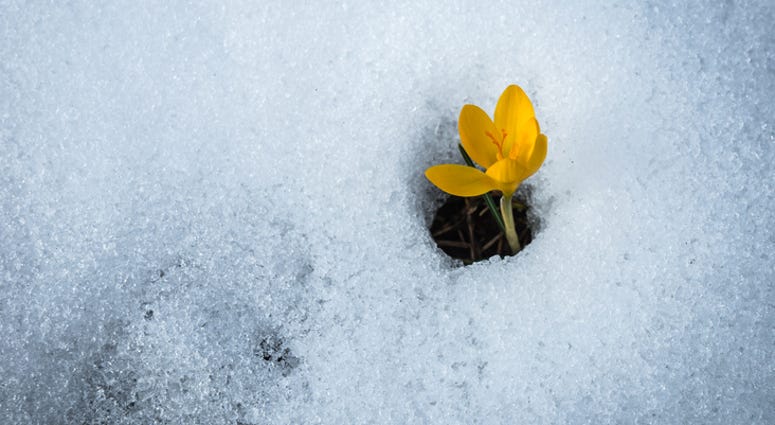 flower growing out of snow flower growing out of snow