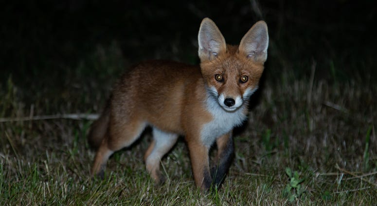 fox at night fox at night