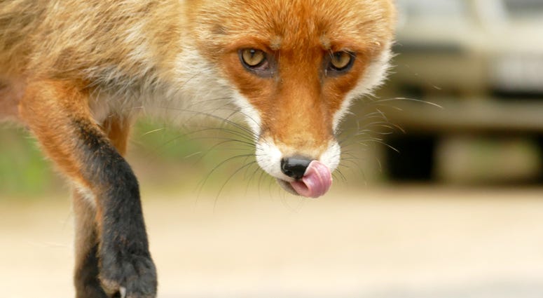 fox fox