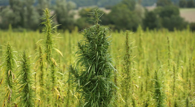 hemp farming hemp farming
