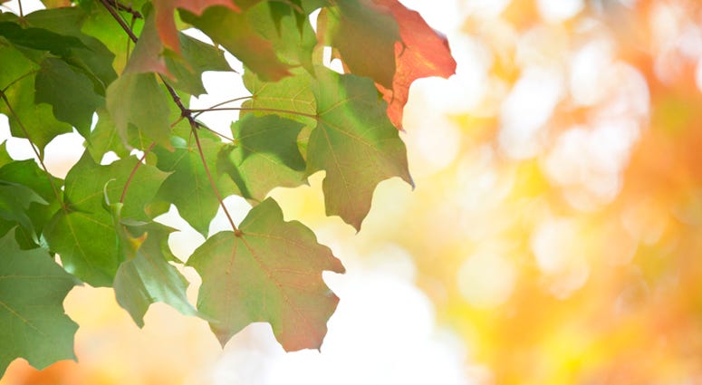 leaves starting to change leaves starting to change