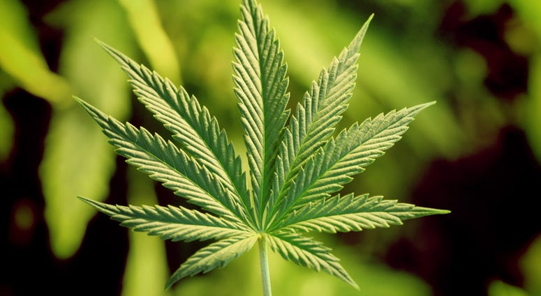 marijuana marijuana