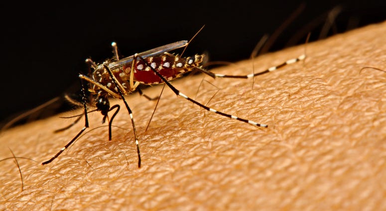 mosquito mosquito