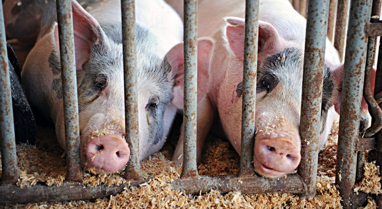 pigs pigs