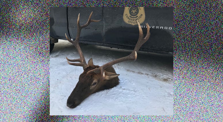 poached bull elk poached bull elk