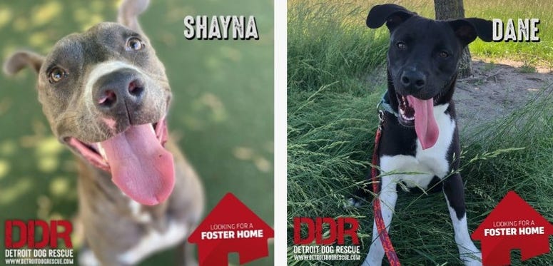 Available dogs at Detroit Dog Rescue in Warren Available dogs at Detroit Dog Rescue in Warren