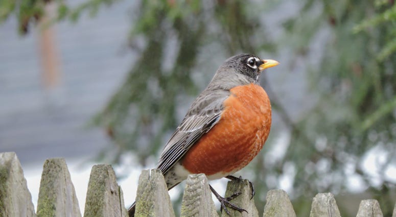 robin robin