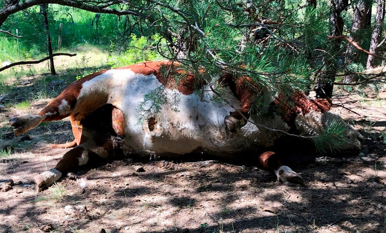 Mysterious Cattle Deaths Mysterious Cattle Deaths