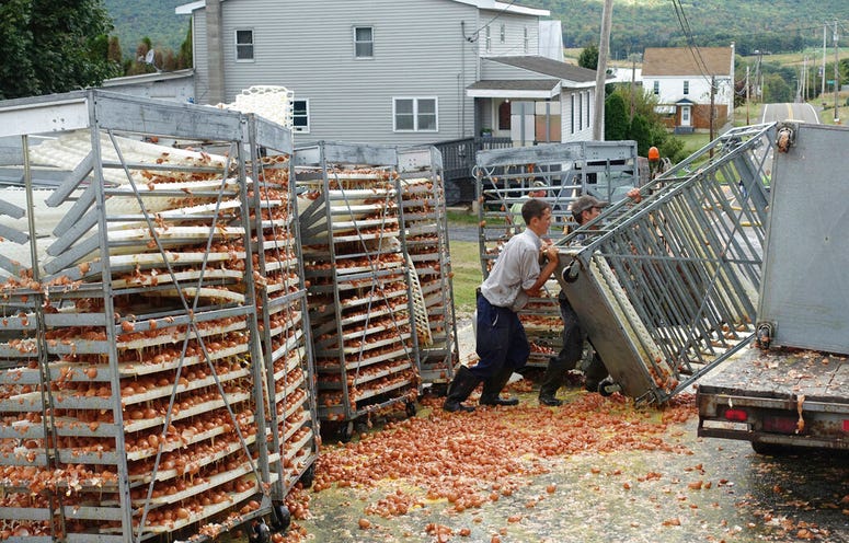 Crews work to clean tens of thousands of eggs Crews work to clean tens of thousands of eggs