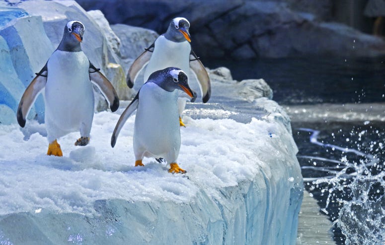Gentoo penguins Gentoo penguins