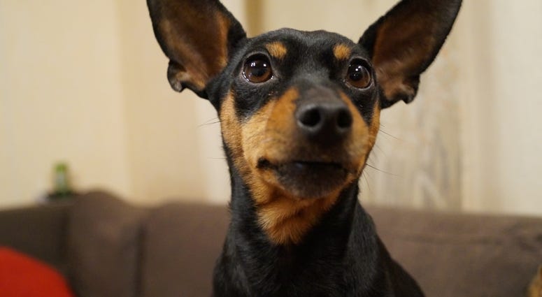Miniature pinscher Miniature pinscher