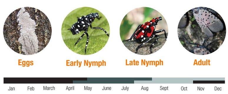 spotted lanterfly life cycle spotted lanterfly life cycle