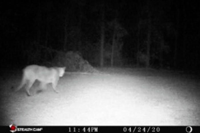cougar sighting in Michigan cougar sighting in Michigan