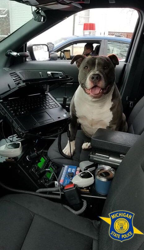 state police dog state police dog