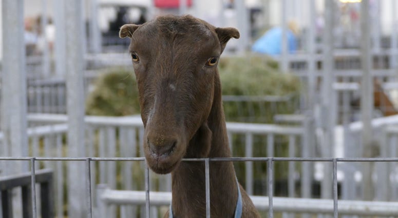 state fair animals state fair animals