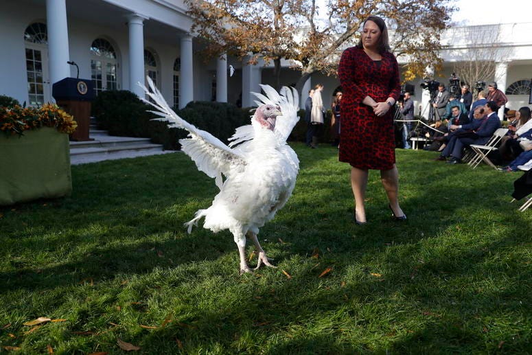 Butter, the national Thanksgiving turkey Butter, the national Thanksgiving turkey