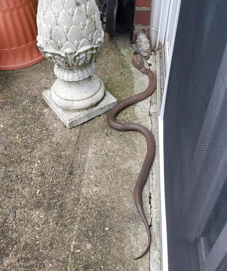 Pennsylvania cobra Pennsylvania cobra